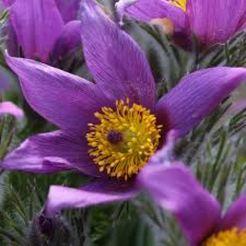 Pulsatilla purple 